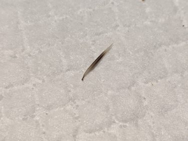 モチノキロク｜抜け針（脱針：だっしん)