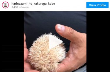 ハリネズミ情報紹介｜石山通り動物病院さん