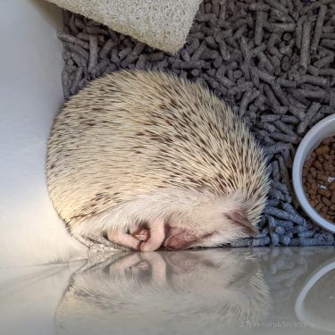 ユキミノキオク｜ゆきみのいちにち