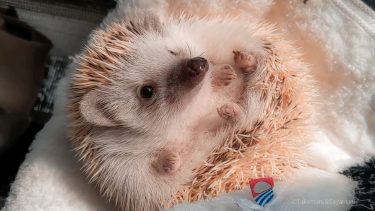 In 今治タオル.ユキミノキオク