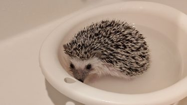 わが家の新しい王子、うるちーくんの「お風呂後の試練」🦔💢