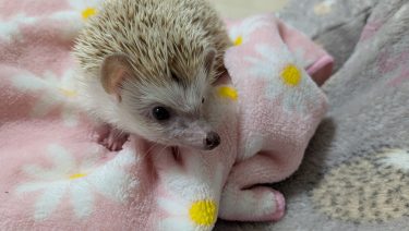 新しい家族、まるるちゃんがやってきました！🦔✨