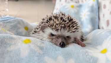 お風呂でてちてち🛁 ドライヤーは断固拒否な、うるちーの表情（笑）