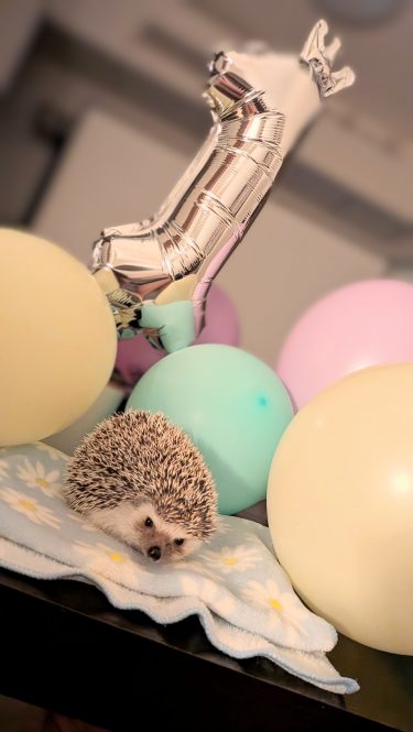 うるちー1歳のお誕生日！✨バルーンと不機嫌顔のプレゼント？🦔