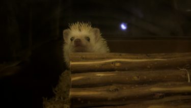 視線の先には……？じーっと見守るハリネズミさんたち✨