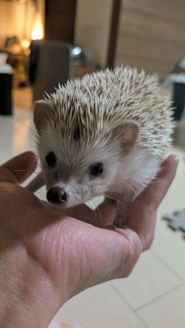 あちこちはみ出してる？小さい頃のまるるちゃん🦔💤